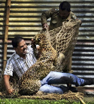 %D0%92%20%D0%98%D0%BD%D0%B4%D0%B8%D0%B8%20%D0%BB%D0%B5%D0%BE%D0%BF%D0%B0%D1%80%D0%B4%20%D1%80%D0%B0%D1%81%D1%82%D0%B5%D1%80%D0%B7%D0%B0%D0%BB%2013%20%D1%87%D0%B5%D0%BB%D0%BE%D0%B2%D0%B5%D0%BA%20(%20%D1%84%D0%BE%D1%82%D0%BE%20hosted.ap.org)