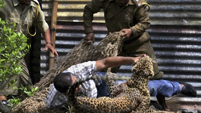 %D0%92%20%D0%98%D0%BD%D0%B4%D0%B8%D0%B8%20%D0%BB%D0%B5%D0%BE%D0%BF%D0%B0%D1%80%D0%B4%20%D1%80%D0%B0%D1%81%D1%82%D0%B5%D1%80%D0%B7%D0%B0%D0%BB%2013%20%D1%87%D0%B5%D0%BB%D0%BE%D0%B2%D0%B5%D0%BA%20(%20%D1%84%D0%BE%D1%82%D0%BE%20hosted.ap.org)