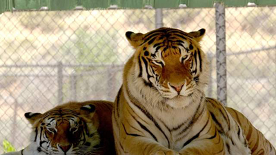 %D0%9E%D0%B4%D0%B8%D0%BD%20%D0%B8%D0%B7%20%D0%B4%D0%B2%D1%83%D1%85%20%D1%82%D0%B8%D0%B3%D1%80%D0%BE%D0%B2%20%D0%9C%D0%B0%D0%B9%D0%BA%D0%BB%D0%B0%2C%20%D0%A2%D1%80%D0%B8%D0%BB%D0%BB%D0%B5%D1%80%20%D1%83%D0%BC%D0%B5%D1%80%20%D0%BE%D1%82%20%D1%80%D0%B0%D0%BA%D0%B0%20%D0%BB%D0%B5%D0%B3%D0%BA%D0%BE%D0%B3%D0%BE%20(%D1%84%D0%BE%D1%82%D0%BE%3A%20accesshollywood.com)