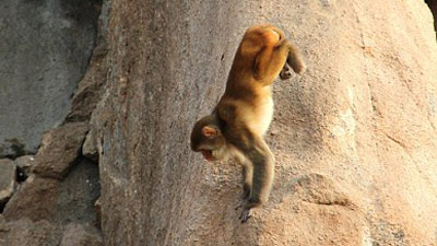 %D0%96%D0%B8%D0%B2%D0%BE%D1%82%D0%BD%D0%BE%D0%B5%20%D0%BD%D0%B5%20%D0%BC%D0%BE%D0%B3%D0%BB%D0%BE%20%D0%BF%D0%B5%D1%80%D0%B5%D0%B4%D0%B2%D0%B8%D0%B3%D0%B0%D1%82%D1%8C%D1%81%D1%8F%20%D0%B8%D0%B7-%D0%B7%D0%B0%20%D1%82%D1%80%D0%B0%D0%B2%D0%BC%2C%20%D0%BF%D0%BE%D0%BB%D1%83%D1%87%D0%B5%D0%BD%D0%BD%D1%8B%D1%85%20%D0%B2%20%D1%80%D0%B5%D0%B7%D1%83%D0%BB%D1%8C%D1%82%D0%B0%D1%82%D0%B5%20%D0%BD%D0%B0%D0%BF%D0%B0%D0%B4%D0%B5%D0%BD%D0%B8%D1%8F%20%D0%B1%D1%80%D0%B0%D0%BA%D0%BE%D0%BD%D1%8C%D0%B5%D1%80%D0%BE%D0%B2%20(%D1%84%D0%BE%D1%82%D0%BE%3A%20dailymail.co.uk)