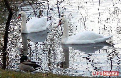 %D0%92%D0%B0%D1%81%D1%8F%20%D0%B8%20%D0%9C%D0%B0%D1%88%D0%B0%20%D1%81%D1%82%D0%B0%D0%BB%D0%B8%20%D0%BB%D1%8E%D0%B1%D0%B8%D0%BC%D1%86%D0%B0%D0%BC%D0%B8%20%D0%BF%D0%B0%D1%80%D0%BA%D0%B0%20%D1%81%20%D0%BF%D1%80%D0%BE%D1%88%D0%BB%D0%BE%D0%B3%D0%BE%20%D0%B3%D0%BE%D0%B4%D0%B0