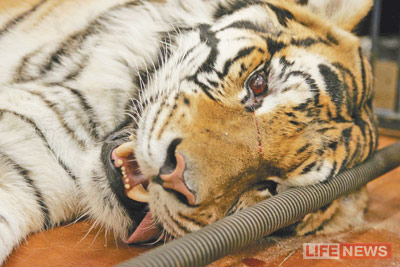 %D0%A4%D0%BE%D1%82%D0%BE%3A%20%D0%B0%D1%80%D1%85%D0%B8%D0%B2%20Life%20News%20(%D0%BF%D0%B8%D1%82%D0%BE%D0%BC%D0%B5%D1%86%20%D0%91%D0%B0%D0%B3%D0%B4%D0%B0%D1%81%D0%B0%D1%80%D0%BE%D0%B2%D1%8B%D1%85%20%D0%BF%D0%BE%D1%81%D0%BB%D0%B5%20%D0%BE%D0%BF%D0%B5%D1%80%D0%B0%D1%86%D0%B8%D0%B8%20%D0%BD%D0%B0%20%D0%B3%D0%BB%D0%B0%D0%B7%D1%83)