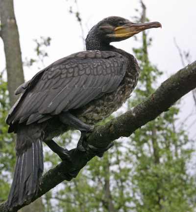 %D0%91%D0%B0%D0%BA%D0%BB%D0%B0%D0%BD