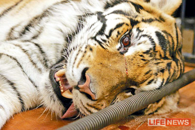 %D0%AD%D0%BA%D1%81%D0%BF%D0%B5%D1%80%D1%82%D1%8B%20%D1%82%D0%B0%D0%BA%D0%B6%D0%B5%20%D1%83%D1%81%D1%82%D0%B0%D0%BD%D0%BE%D0%B2%D0%B8%D0%BB%D0%B8%2C%20%D0%BE%D1%82%D1%87%D0%B5%D0%B3%D0%BE%20%D0%B7%D0%B0%D0%B1%D0%BE%D0%BB%D0%B5%D0%BB%20%D0%A3%D1%80%D0%B0%D0%BB