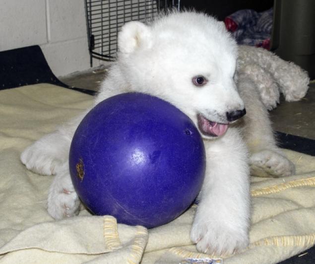 %D0%A1%D0%B8%D1%80%D0%BE%D1%82%D1%83%20%D0%BC%D0%B5%D1%81%D1%82%D0%BD%D1%8B%D0%B5%20%D0%B6%D0%B8%D1%82%D0%B5%D0%BB%D0%B8%20%D0%BD%D0%B0%D0%B7%D0%B2%D0%B0%D0%BB%D0%B8%20%D0%9A%D0%B0%D0%BB%D0%B8%20(%D1%84%D0%BE%D1%82%D0%BE%3A%20adn.com)