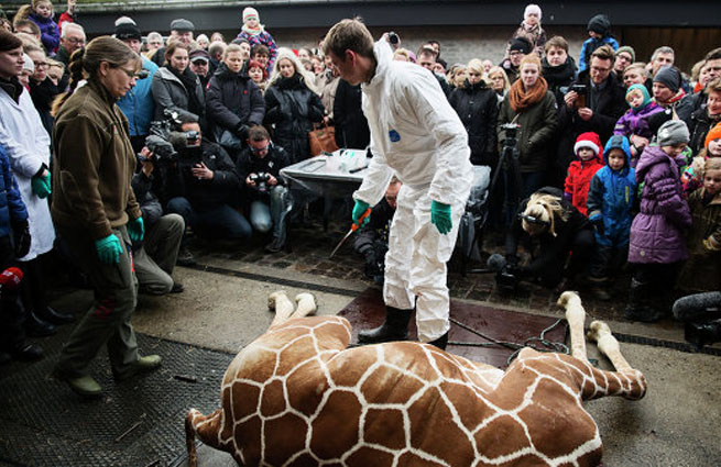 После убийства жирафа в Копенгагене сотрудникам зоопарка стали поступать угрозы