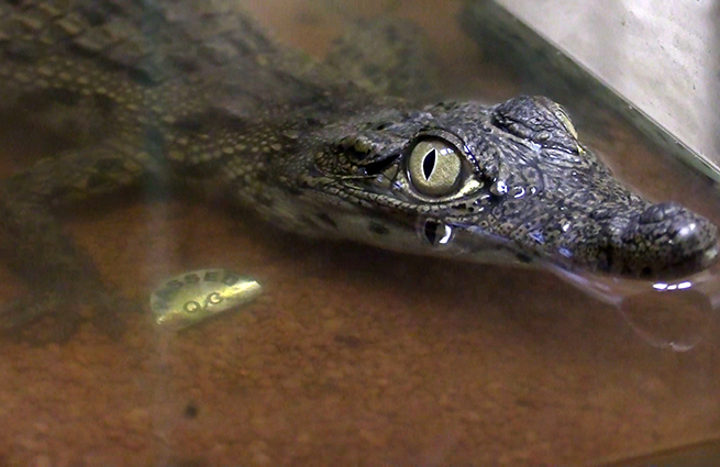 В Санкт-Петербурге на улице нашли полметрового нильского крокодила