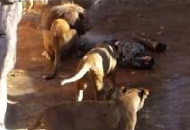 Нападение львов. Лев нападает на человека в зоопарке. Нападение животных на людей в зоопарке.