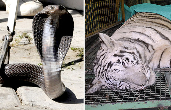 Черная кобра убила белого тигра в зоопарке индийского Индаура