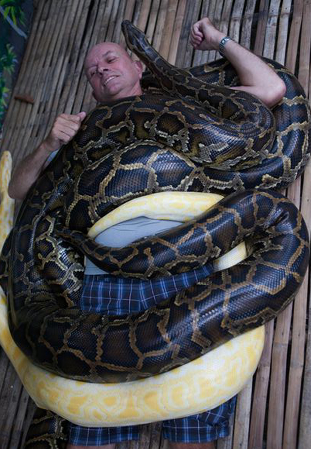 Самый большой змей в мире фото. Гигантский сетчатый питон. Ковровый питон Брэдли. Сетчатый питон 15 метров.