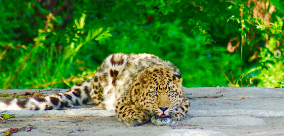 Дальневосточный леопард Николай. Фото: сайт национального парка "Земля леопарда"