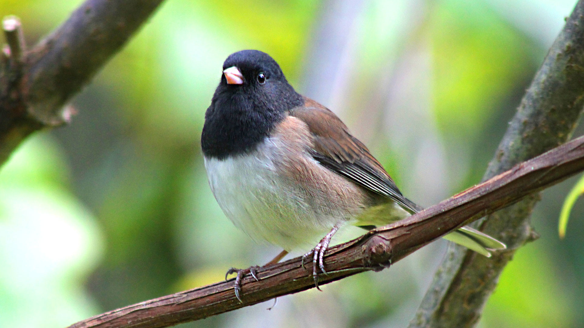 Размер половых желёз определил эволюцию певчих птиц