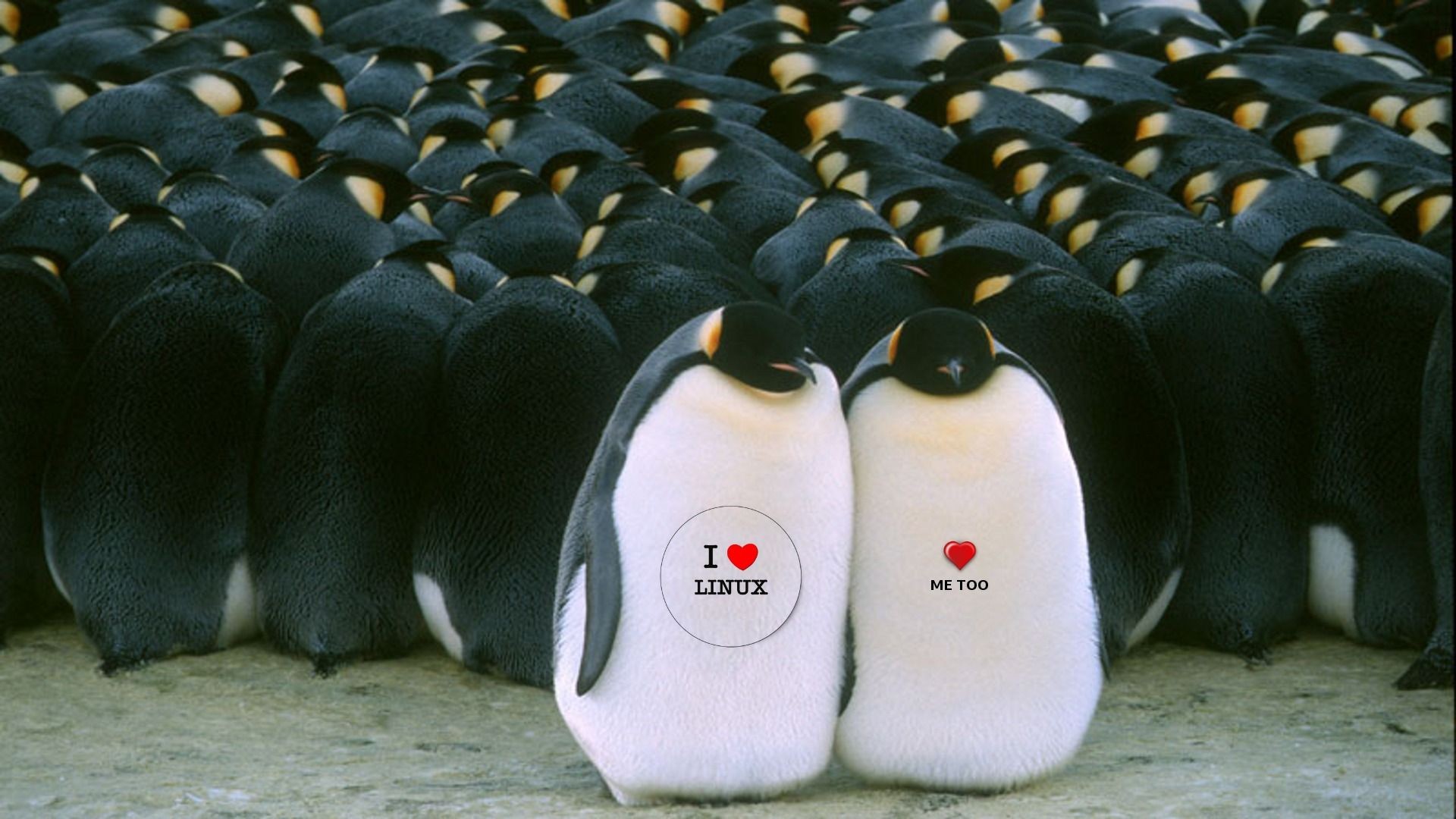 Где живет императорский пингвин. Пингвины 2005. Пингвины греются. Стая пингвинов.