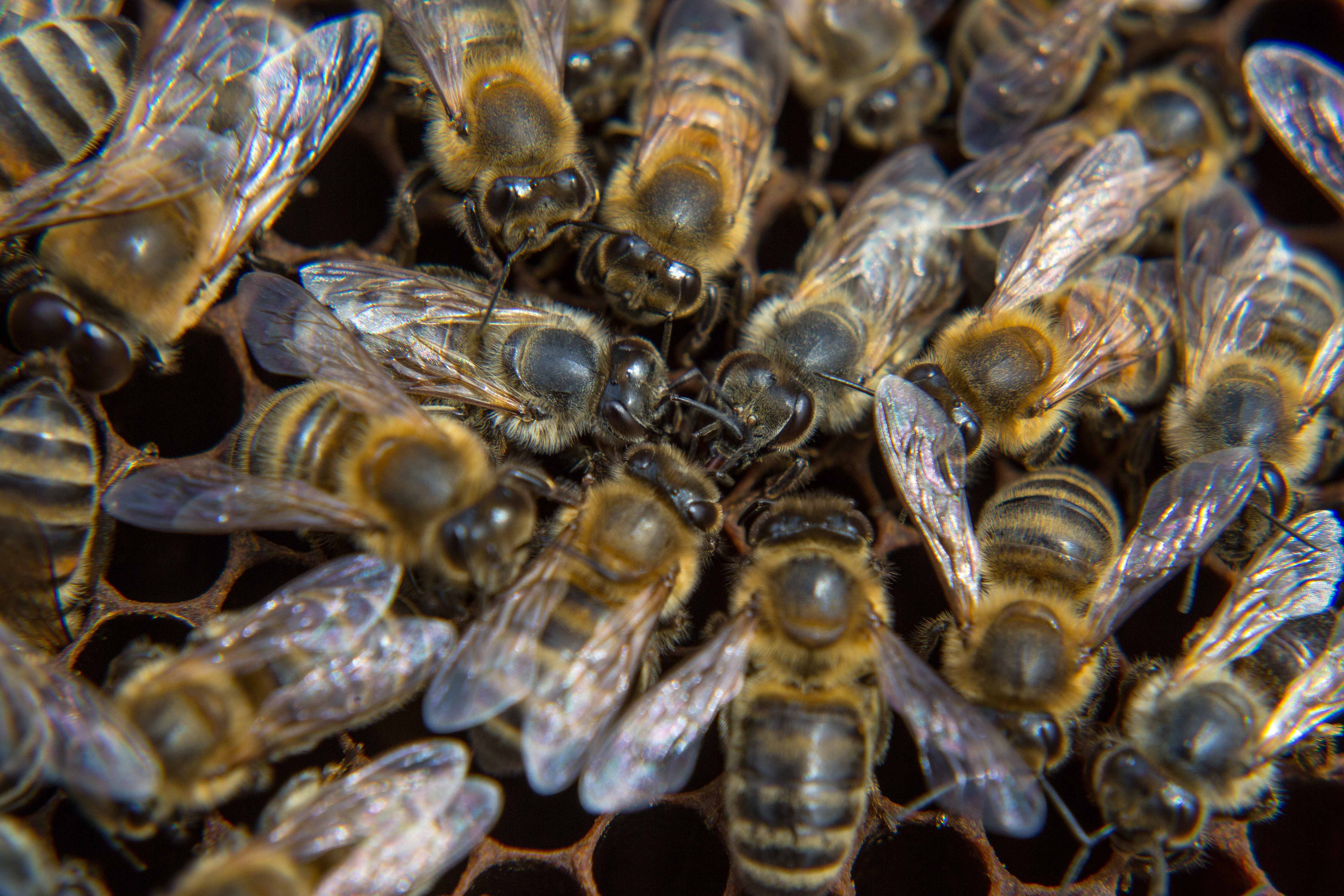 Пчелы челябинская область. Африканская пчела. Дикие африканские пчелы. Пчелы убийцы. Домашняя пчела.