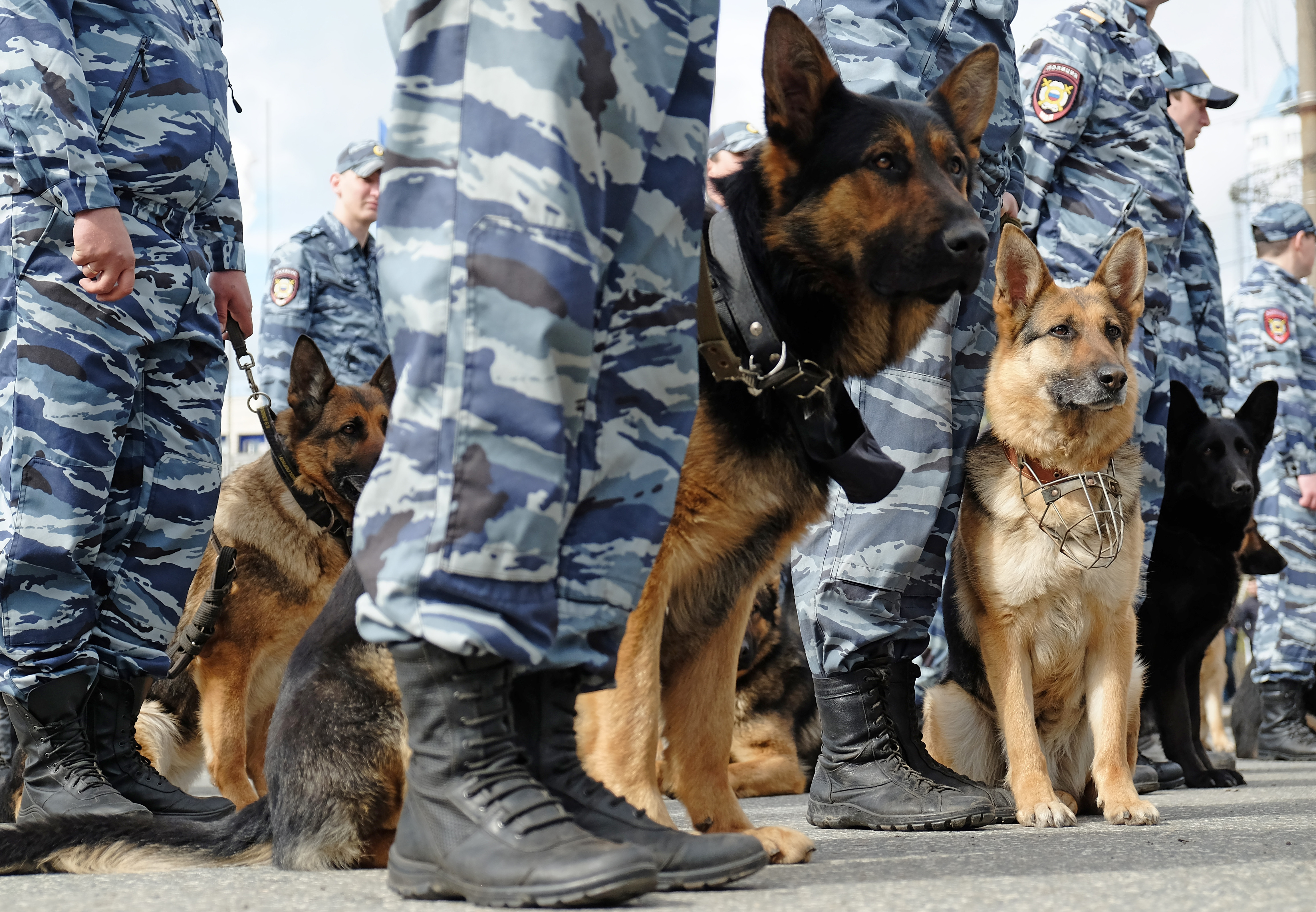 Кинологическая служба россии. Служебные собаки. Служебные собаки щенки. Служебные собаки на службе. Служебные собаки в полиции.