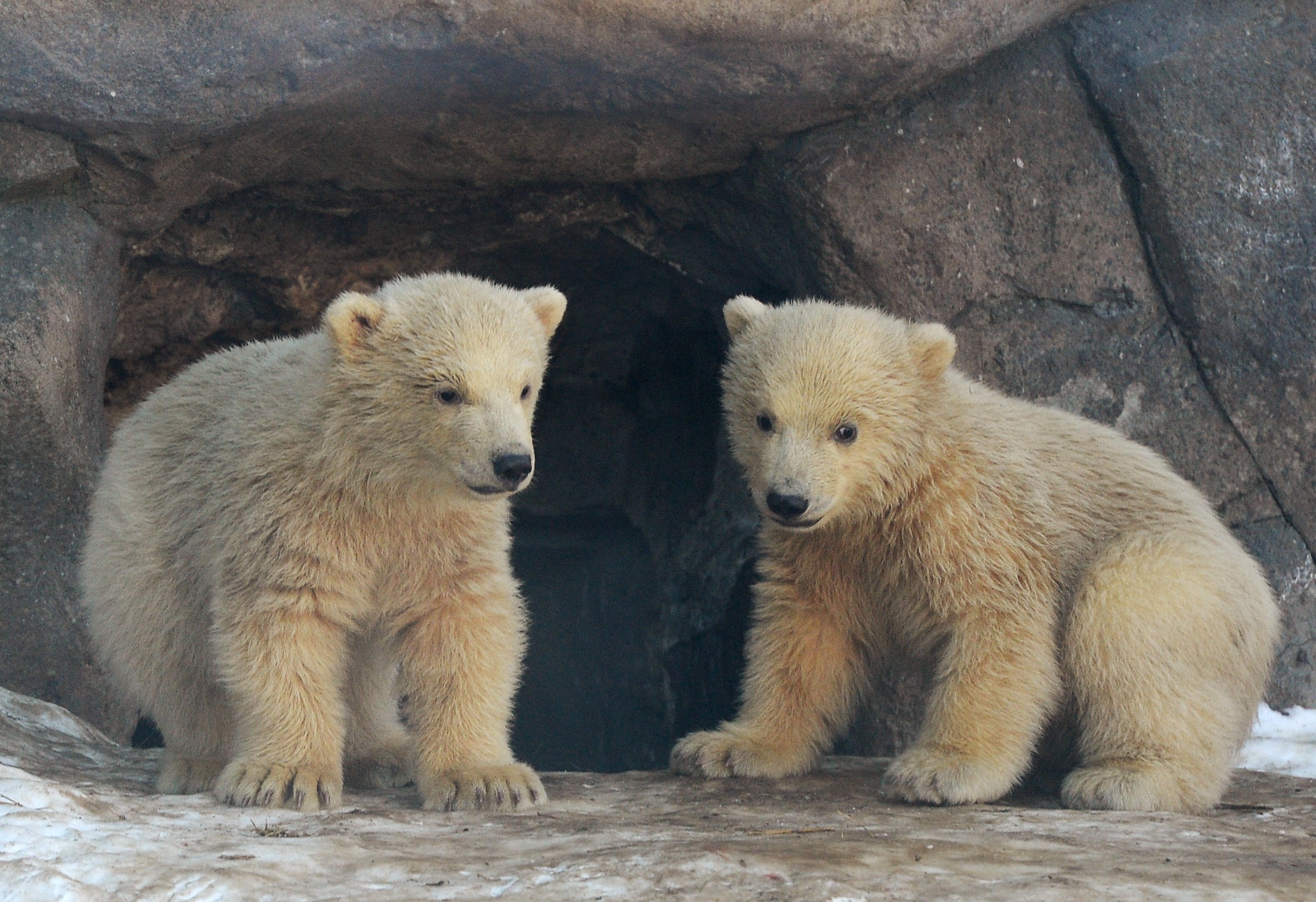 Почему 2 медведя. Два медвежонка. Медвежата фото. 2 Медведя. Полярные медведи в Москве.