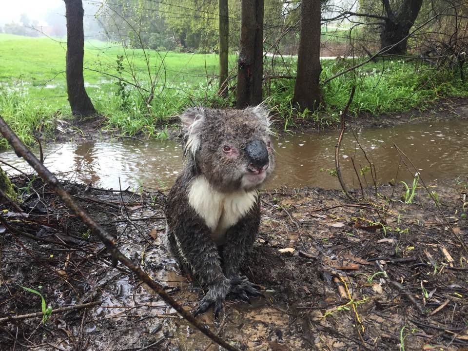 Мокрая коала страшная картинка