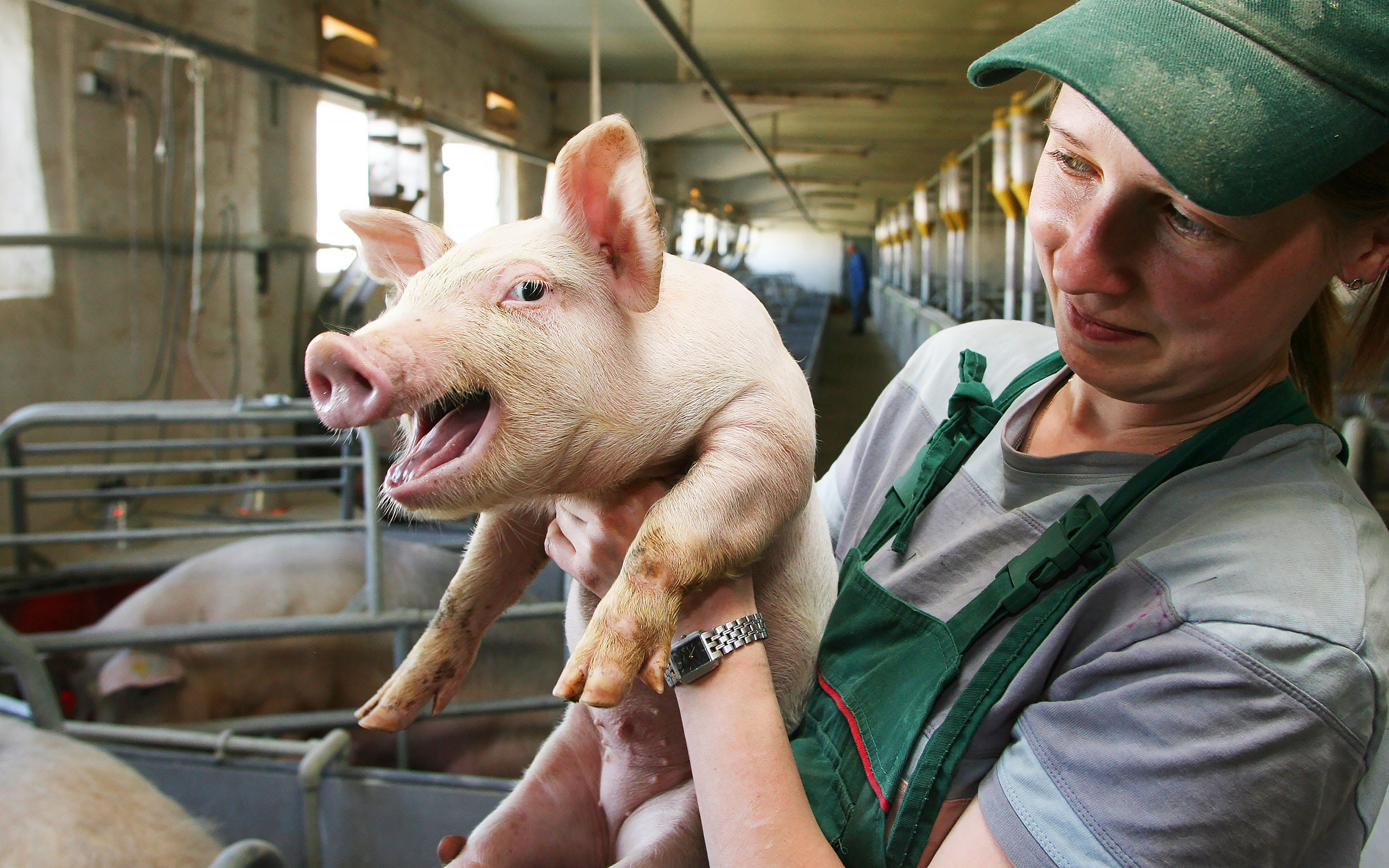 Свиньи в челябинске. Сельское хозяйство свиньи. Свиноферма. Современная свиноферма. Свиноводство ферма.