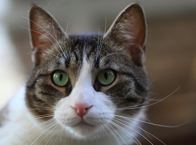 Фото:&nbsp;flickr.com/dorinser