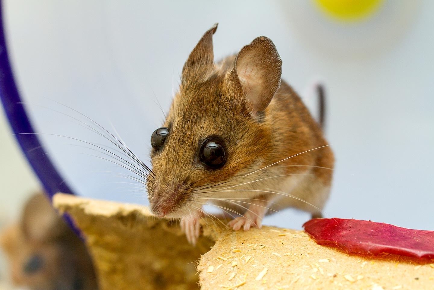 <p>Фото: &copy;&nbsp;<a href="https://en.wikipedia.org/wiki/White-footed_mouse#/media/File:Captive-White-Footed-Mouse.jpg" target="_blank">wikipedia.org</a></p>