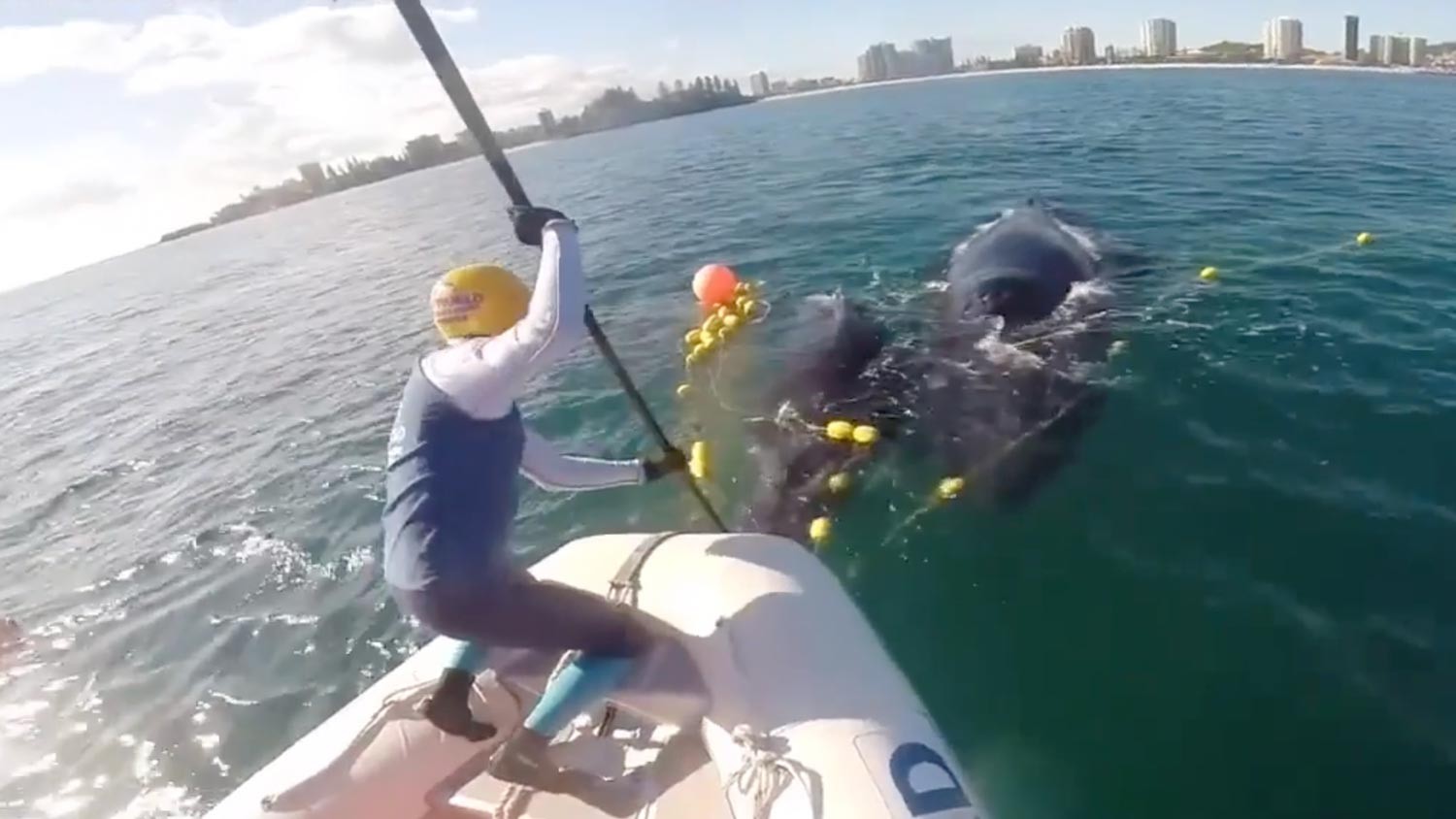 Кадр видео &ldquo;They saved this poor baby whale from drowning after it was trapped in a net&rdquo;. Скриншот &copy; L!FE