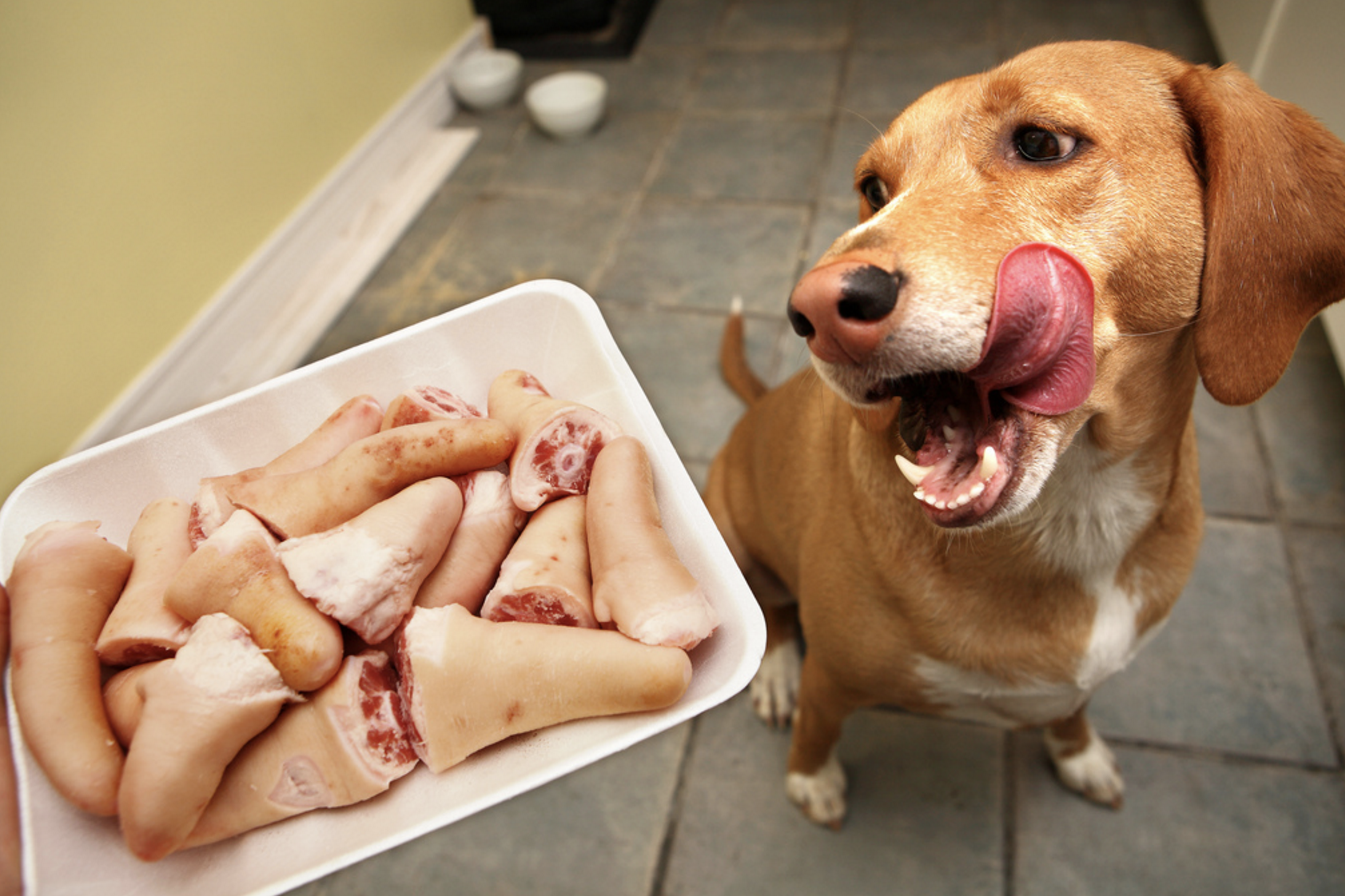 Собака без мяса
