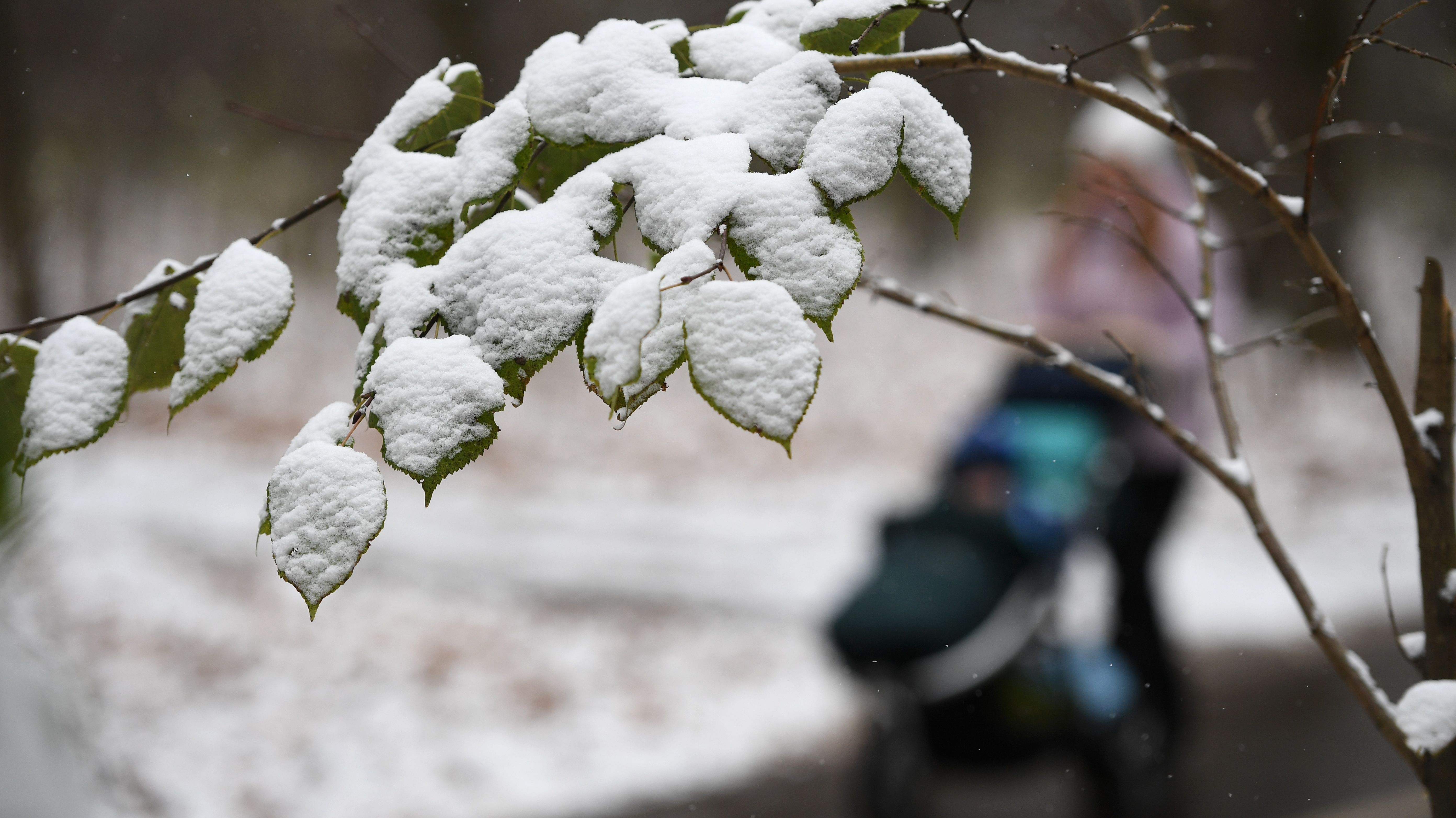 Снег 1 градусов. Первый снег. Первый снег в Москве. Летний снег. С первым снегом картинки.