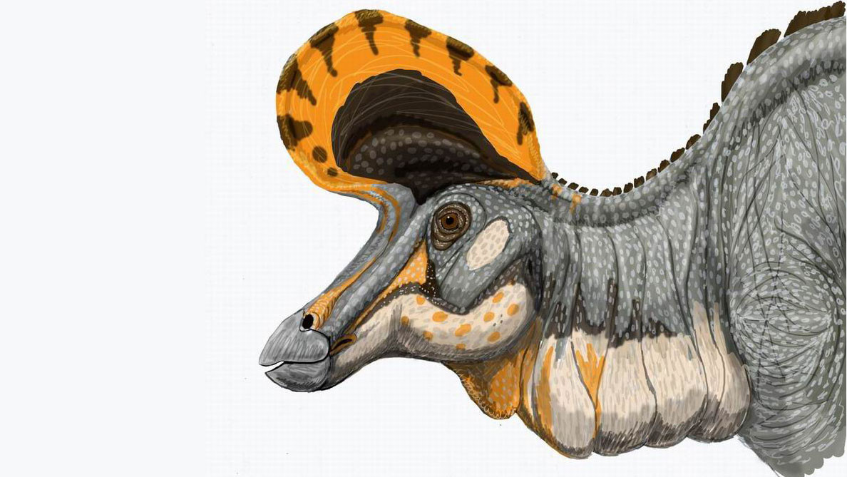 Ламбеозавр гадрозавриды