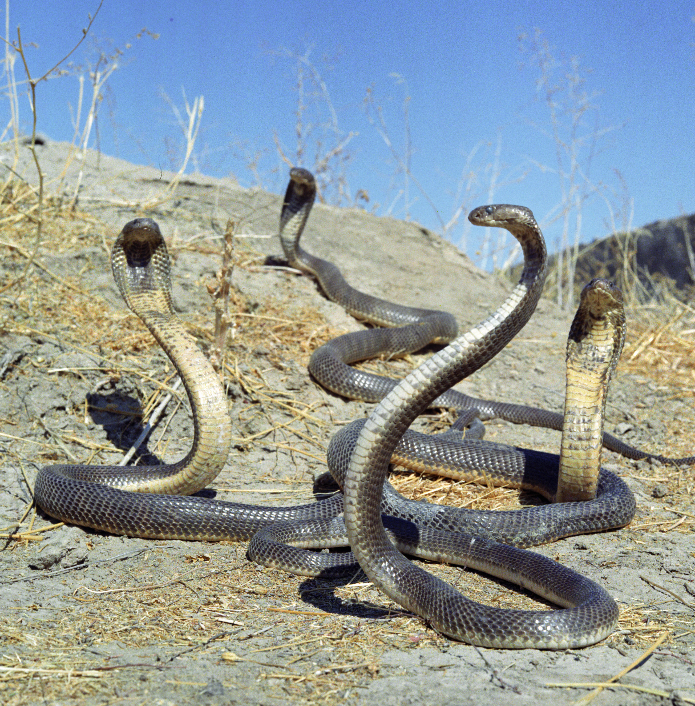 Какие были 1 змеи. Гюрза змея в Дагестане. Гюрза змея в Дагестане фото. Змеи Туркменистана Кобра. Гюрза Илон.