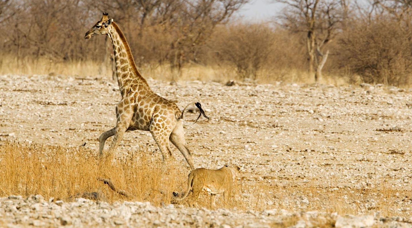 львы на охоте на жирафа видео