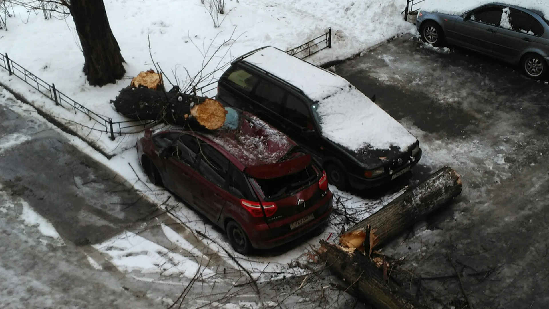 На Петроградской стороне сухое дерево упало на припаркованный автомобиль