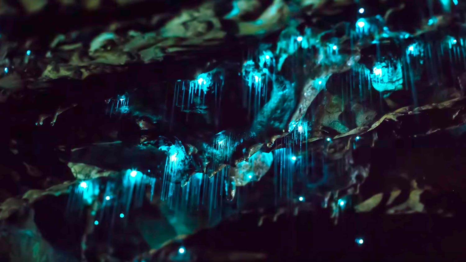 <p>Кадр видео &ldquo;<a href="https://www.youtube.com/watch?v=JC41M7RPSec" target="_blank">Glowworms in Motion - A Time-lapse of NZ's Glowworm Caves in 4K</a>&rdquo;. Скриншот &copy; L!FE</p>