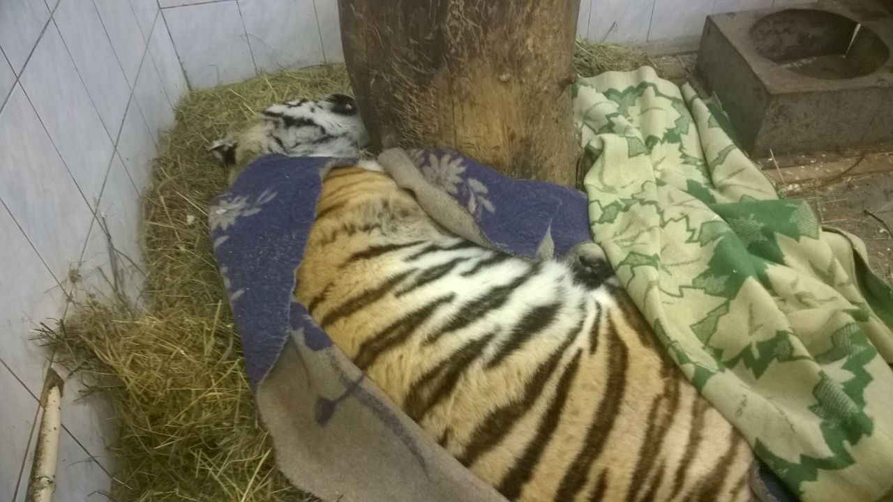 Тигрица Герда отходит от снотворного. Фото: &copy; Ленинградский зоопарк