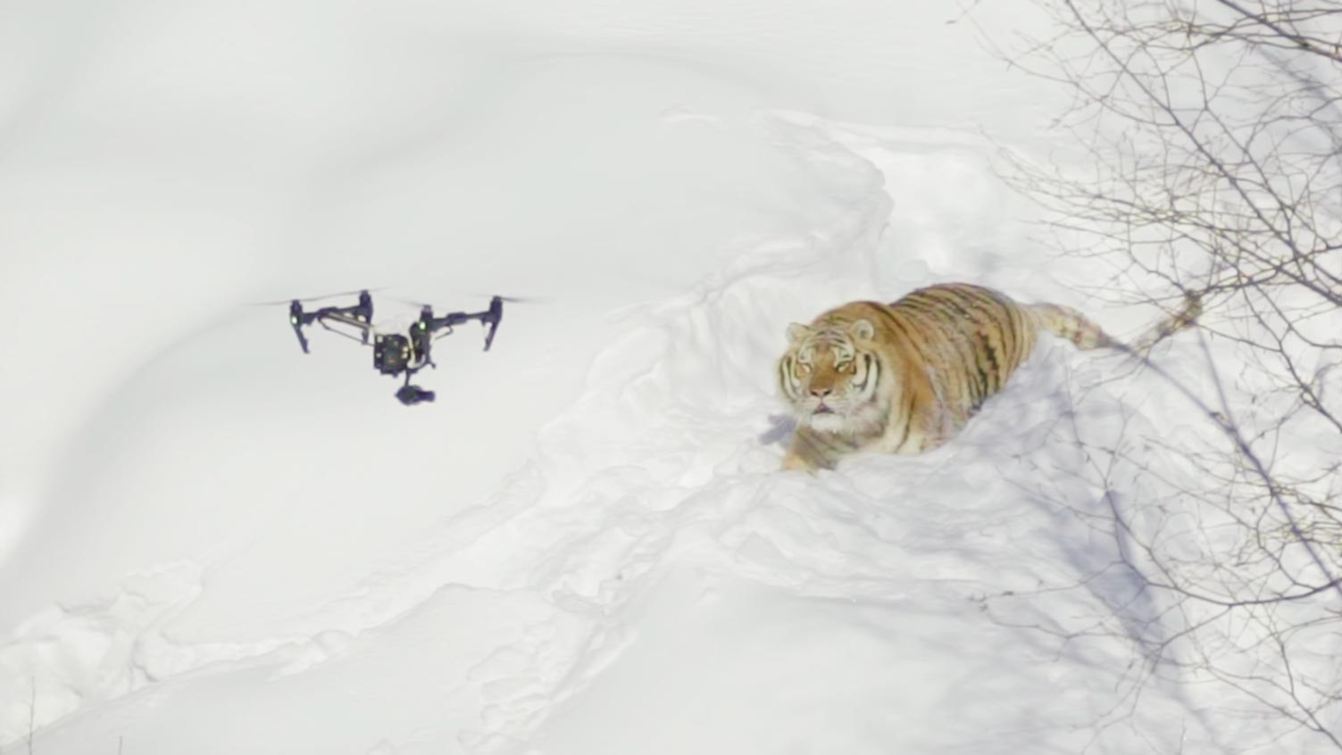 Кадр видео &ldquo;Drone &amp; Tigers - dizifilms.ca&rdquo;. Скриншот &copy; L!FE