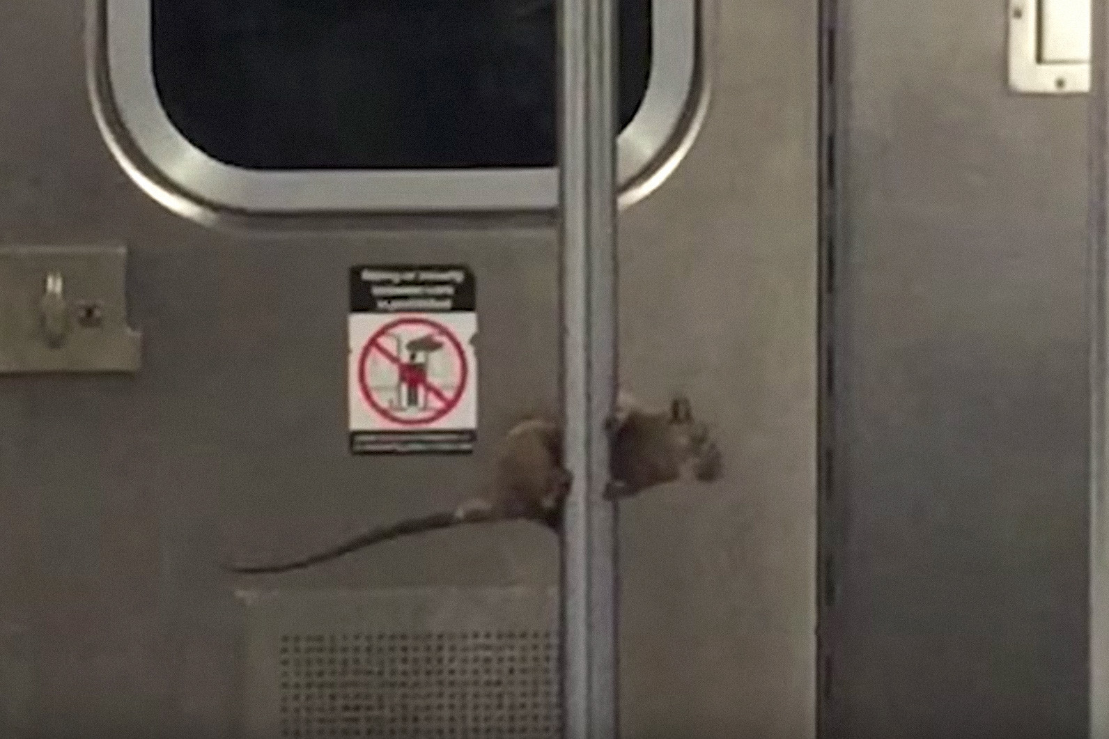 Кадр видео&nbsp;It's showtime for this pole-dancing subway rat. Скриншот &copy; L!FE