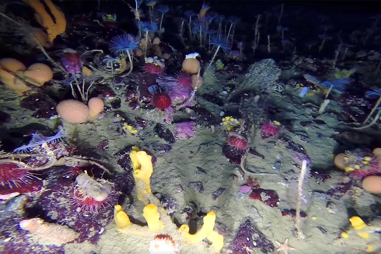 Фото: &copy; Кадр из видео YouTube/Rare glimpse into Antarctic underwater world