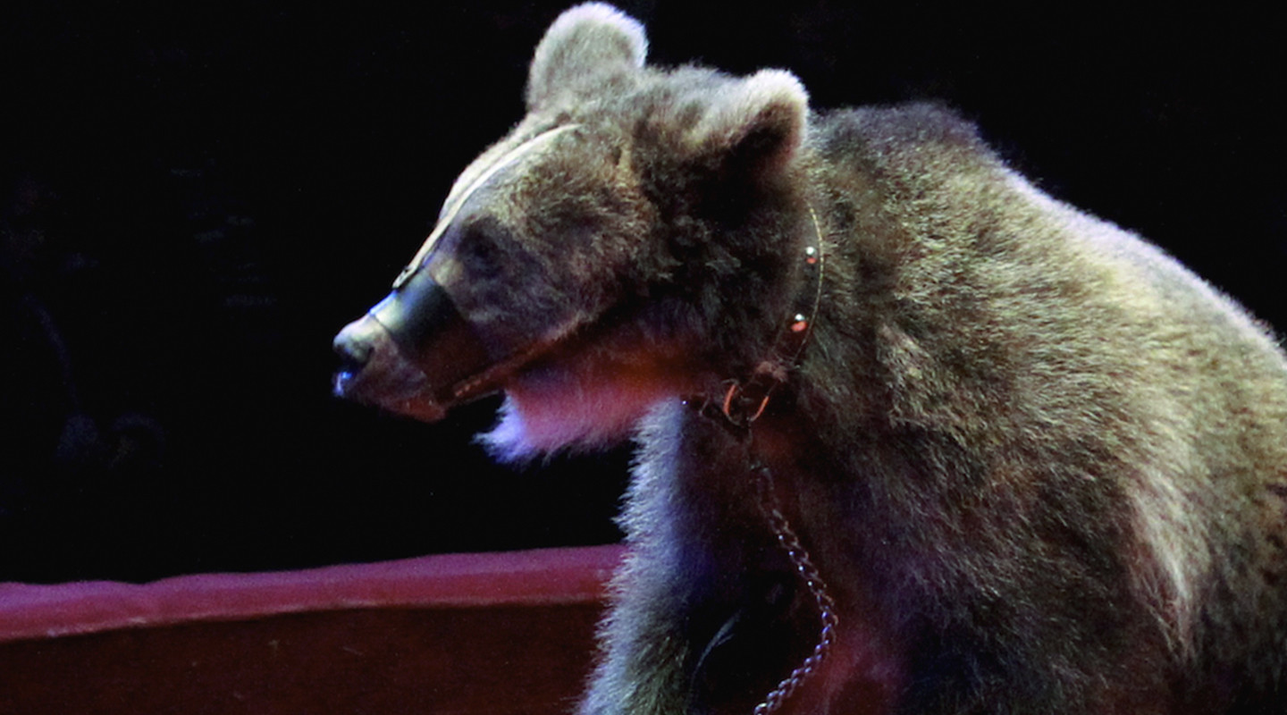 Фото: &copy; РИА Новости/Виталий Аньков