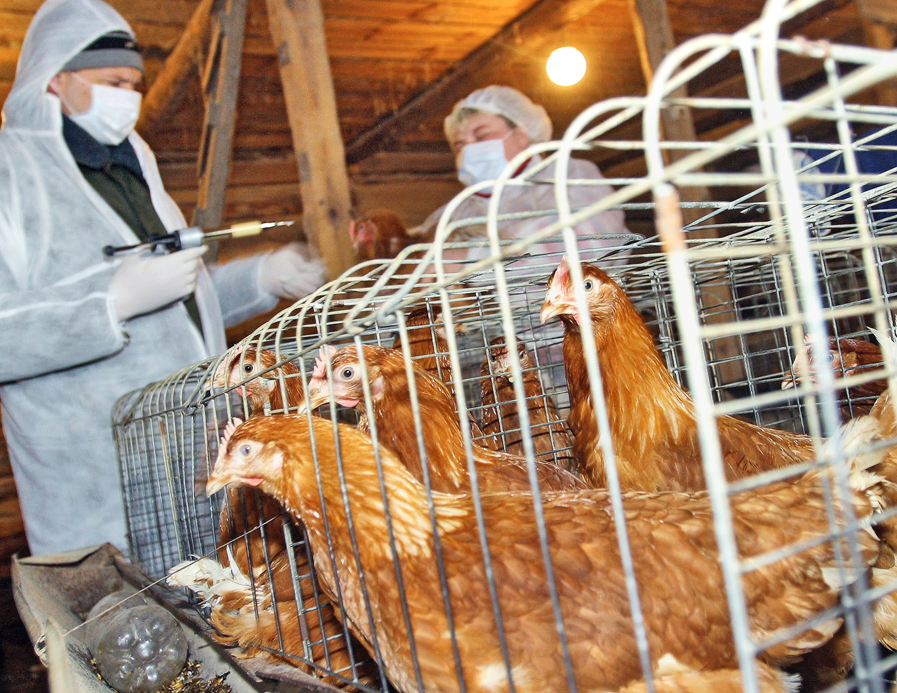 Второй за месяц случай птичьего гриппа у человека выявлен в Гонконге