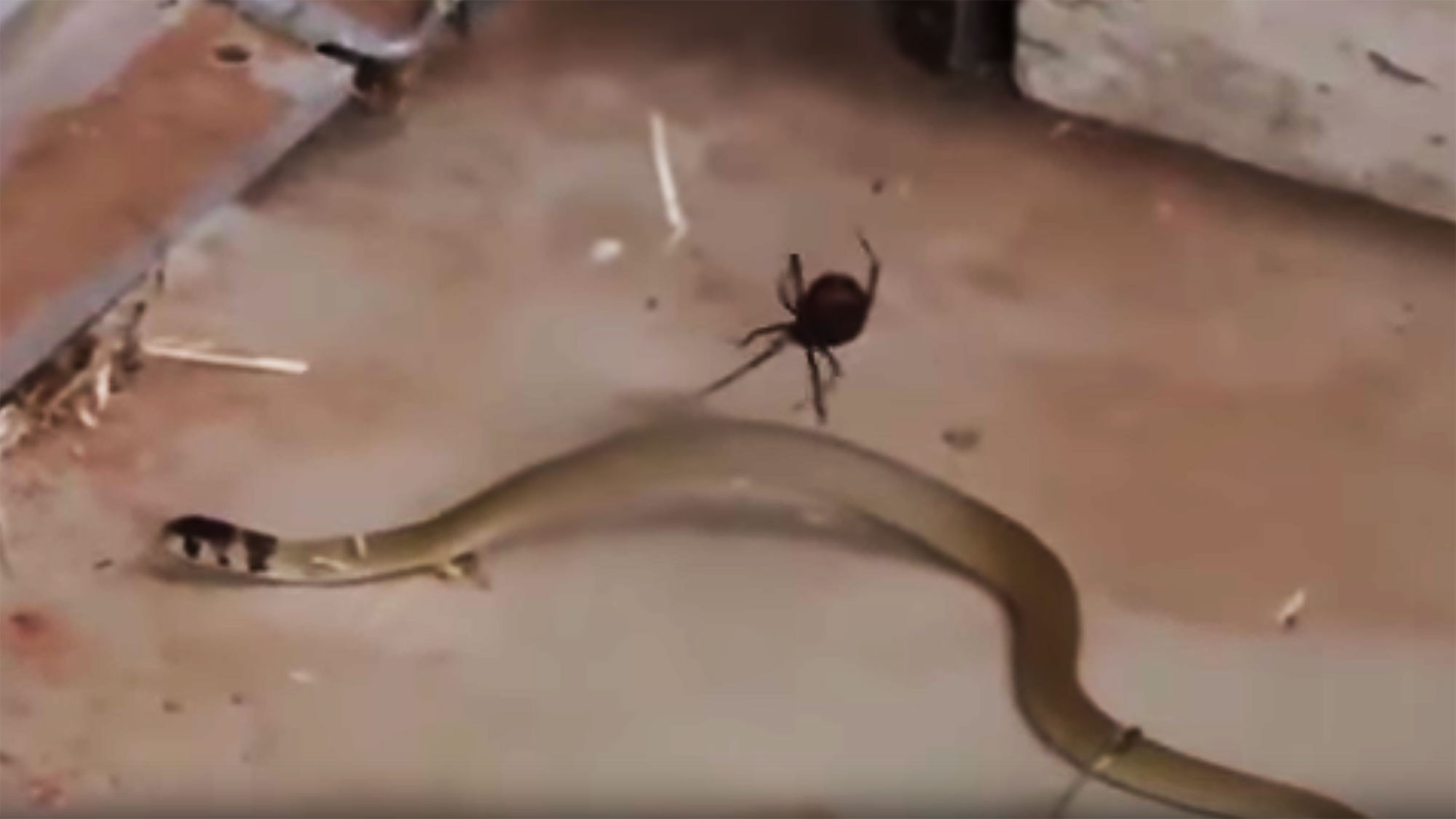 Жительница Австралии сняла на видео, как чёрная вдова убивает змею