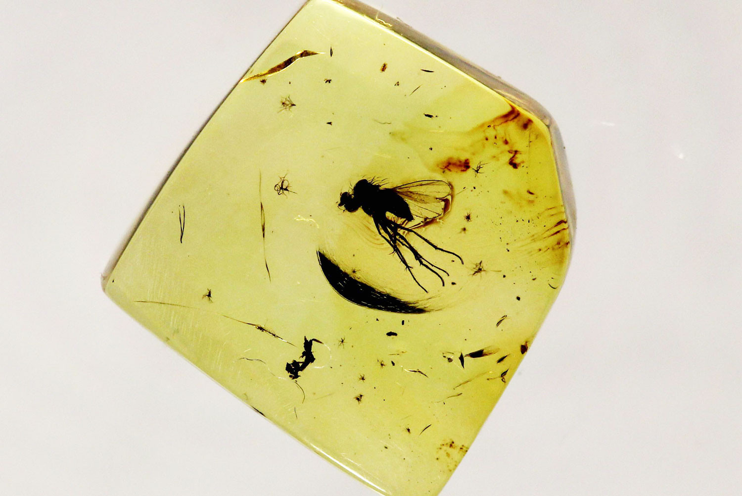 <p>Фото: &copy;&nbsp;<a href="https://commons.wikimedia.org/wiki/Category:Amber?uselang=ru#/media/File:Fossil_insect_Diptera,_Brachycera_in_Baltic_amber._Age_50_Mill._years_(the_Lower_Eocene).jpg" target="_blank">wikimedia.org</a></p>