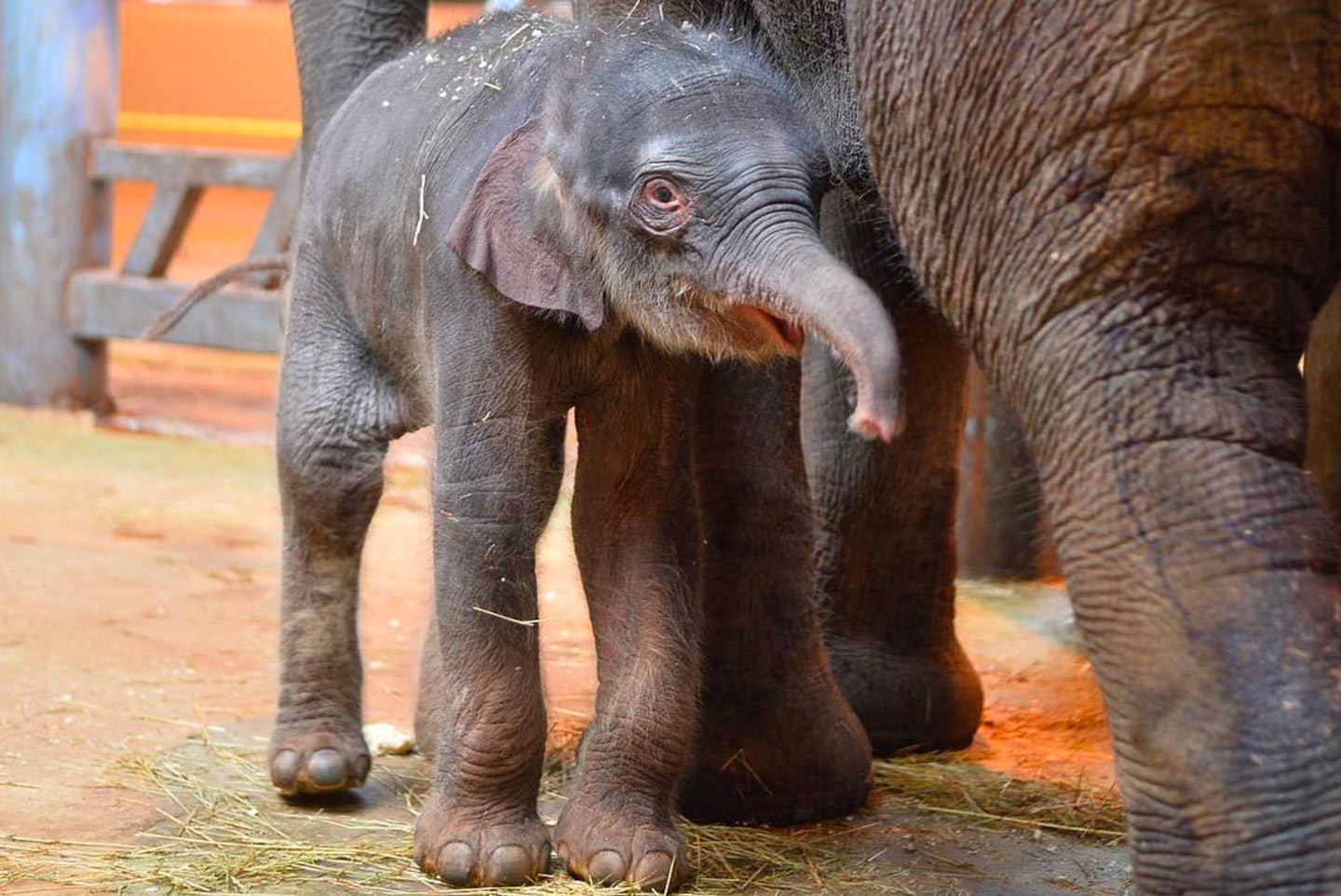 Рождение слоника. Слоненок. Маленький Слоник.