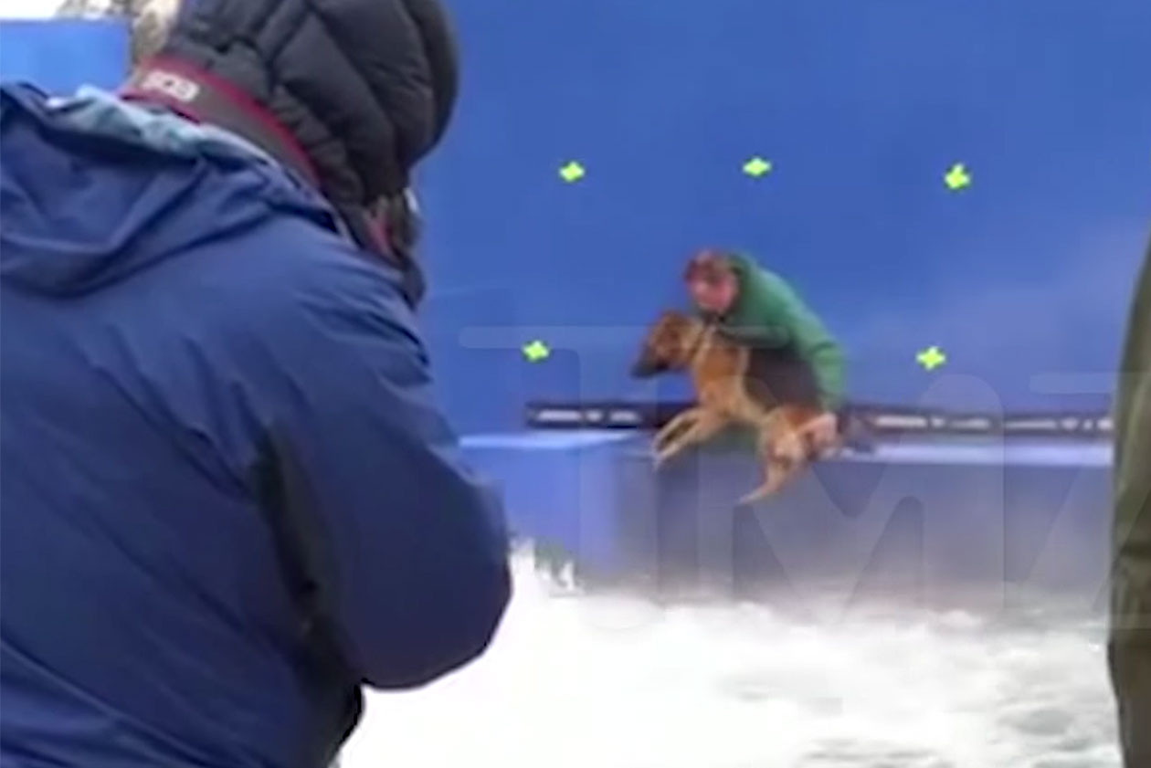 Как на самом деле относятся к животным создатели фильма "Собачья жизнь ...