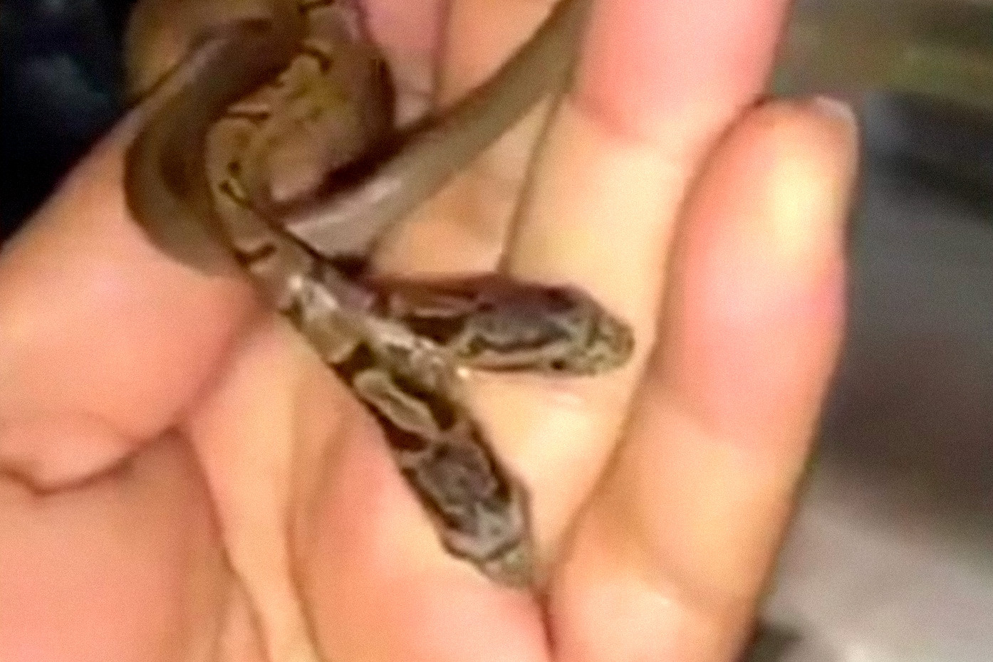Кадр видео&nbsp;GRUESOME footage two-headed snake give creeps slithering up a man's hand. Скриншот &copy; L!FE