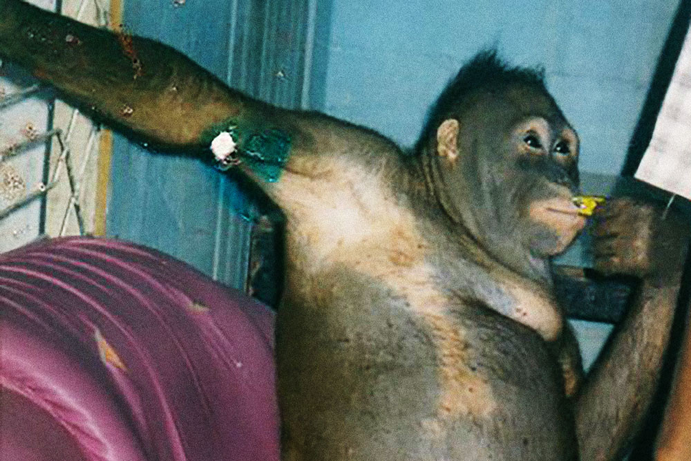 Фото: &copy;&nbsp;The Borneo Orangutan Survival Fondation