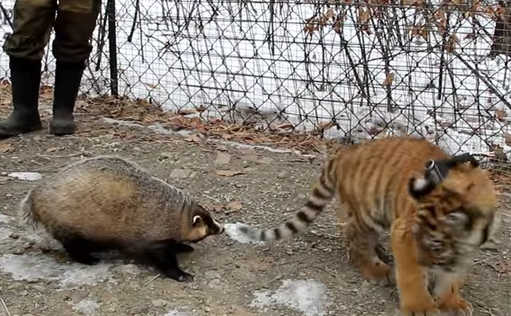 В Приморском сафари-парке тигрёнок Шерхан подружился с барсуком Катюхой (видео)