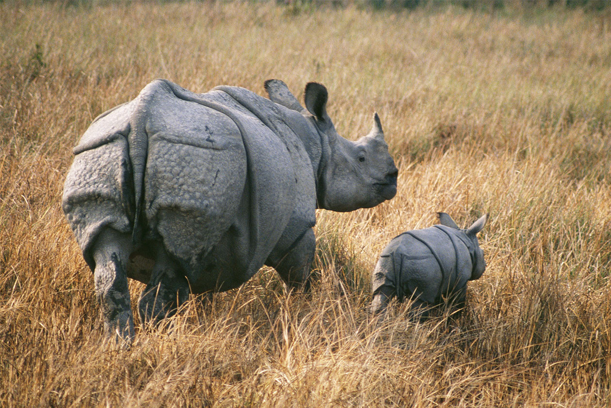 Носорог все выступления. Панцирный носорог. Индийский носорог Казиранга. Бешеный носорог. Широконосый носорог.