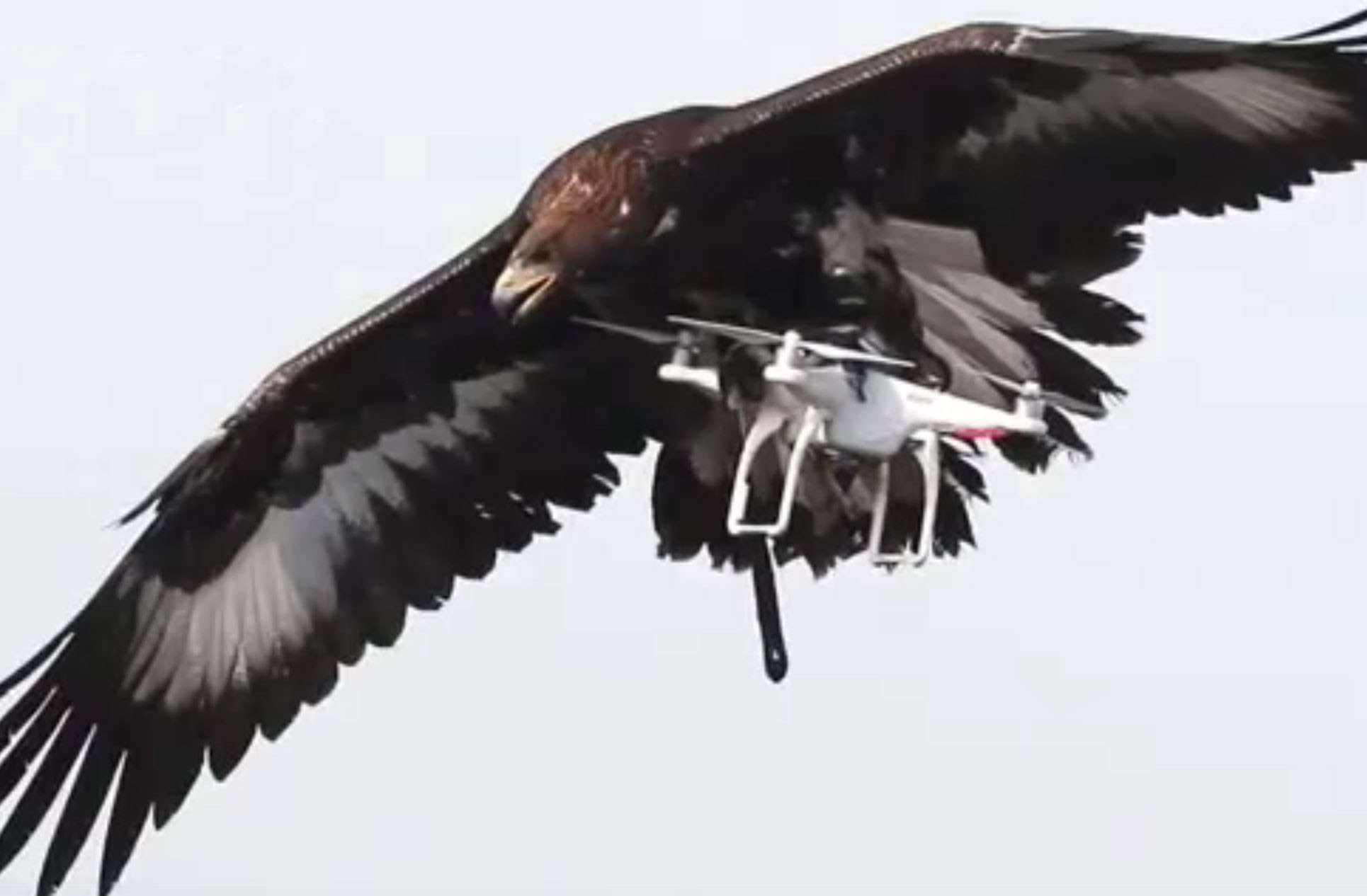 Кадр видео &ldquo;The French Air Force is training baby eagles to bring down drones&rdquo;. Скриншот &copy; L!FE