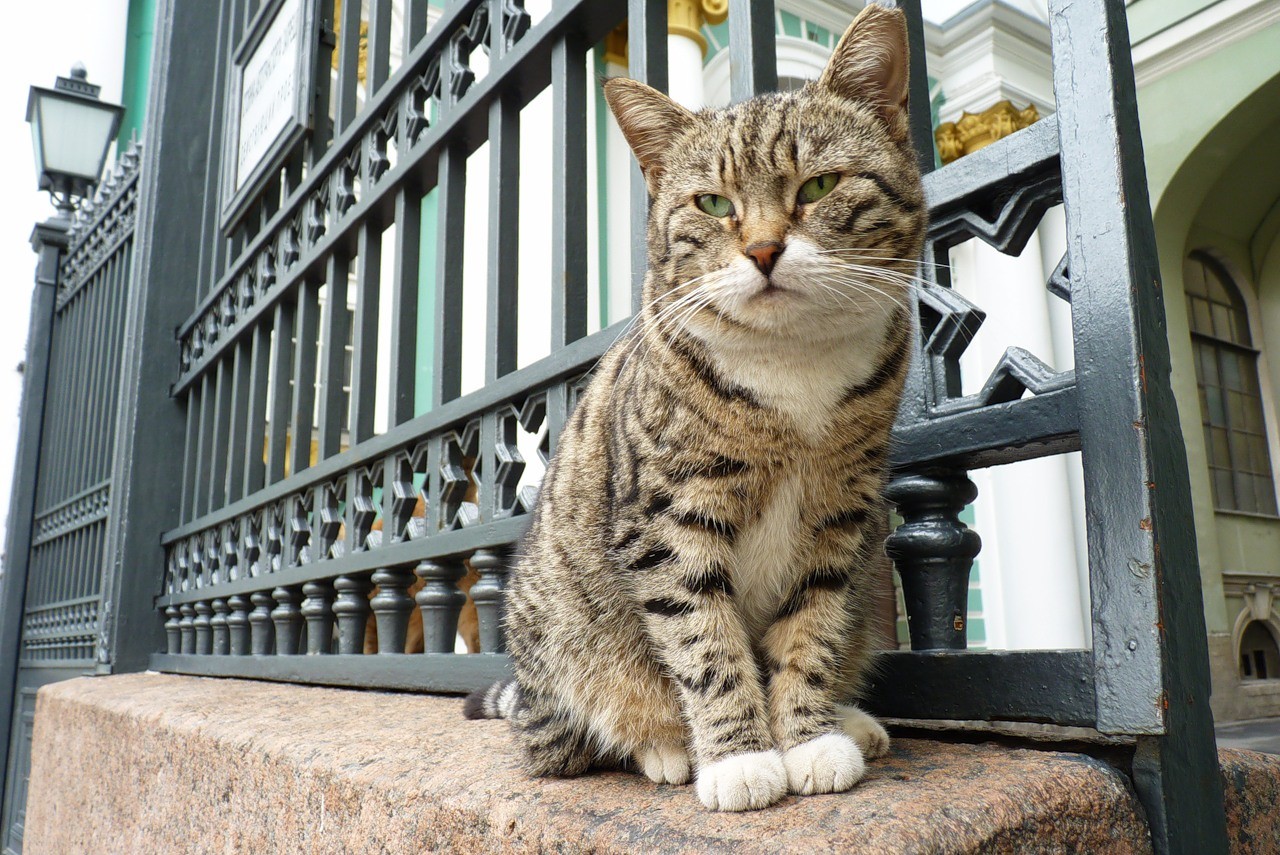 Фото: &copy; wikiwand.com/Эрмитажные_коты