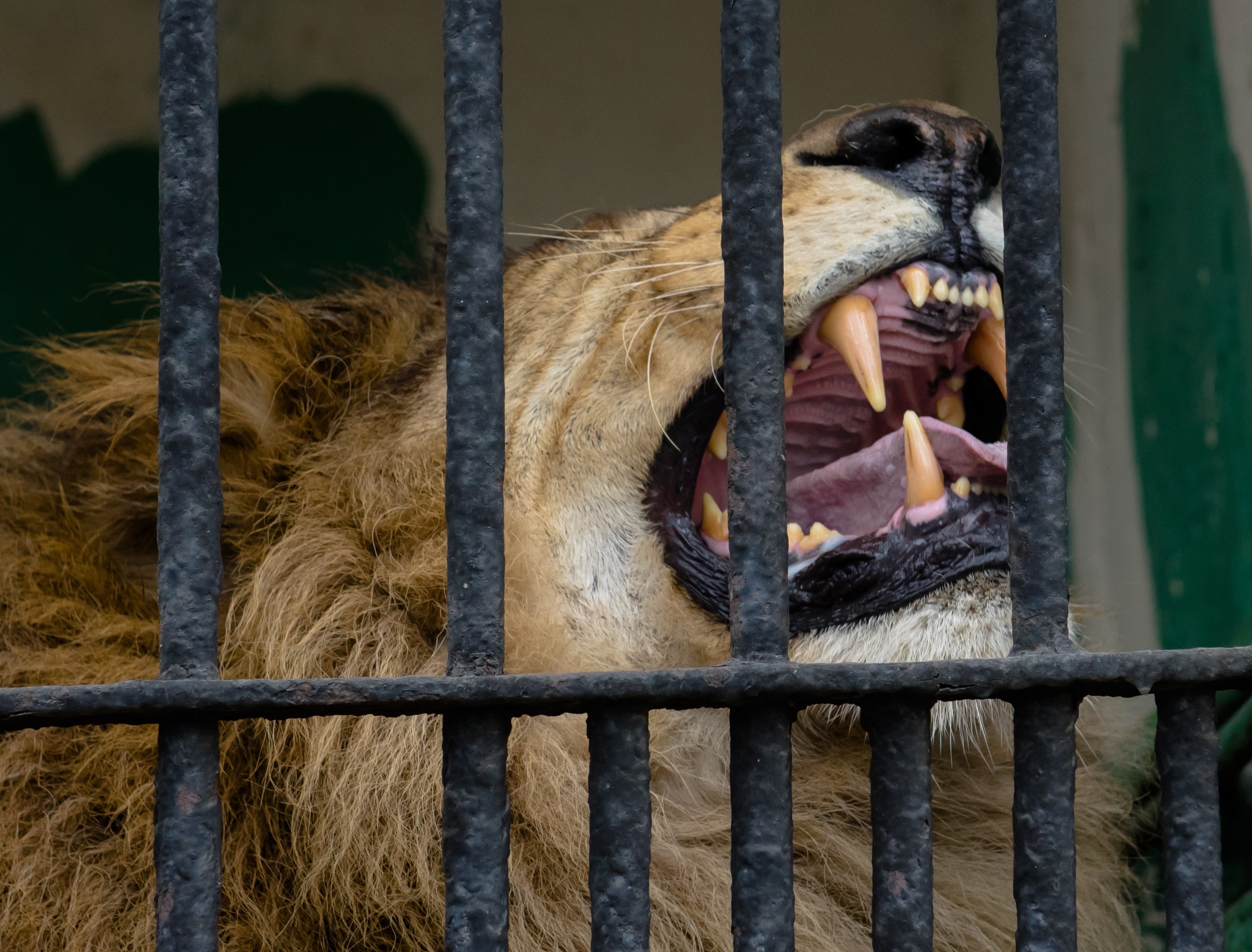 В зоопарке принимают. Ленинградский зоопарк Лев. Львы в Японии зоопарк.
