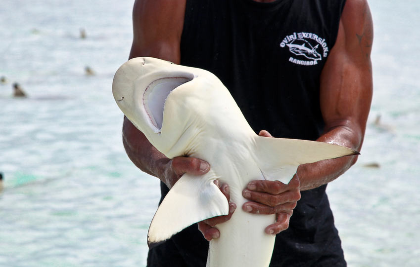 Нападение акул в шарм эль шейхе. Флорида акулы. Акула откусила руку в Шарм Эль Шейхе. Флорида акулы на пляже.